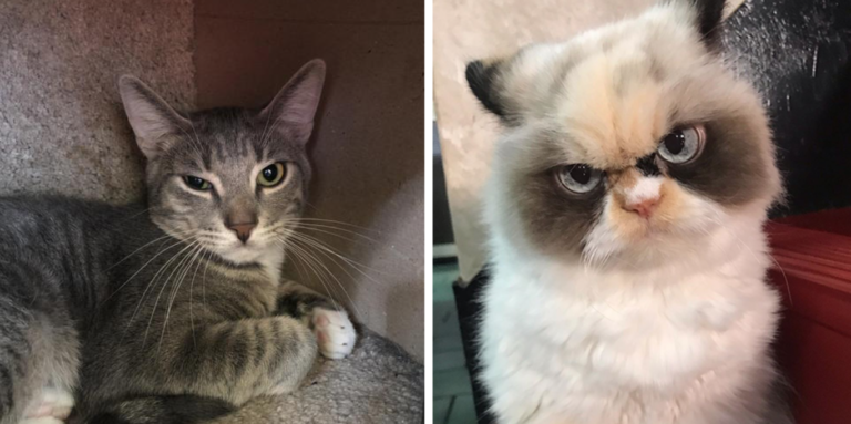 Do you have Birmingham’s grumpiest cat? You could win 0 for charity. Do you have Birmingham’s grumpiest cat? You could win 0 for charity.