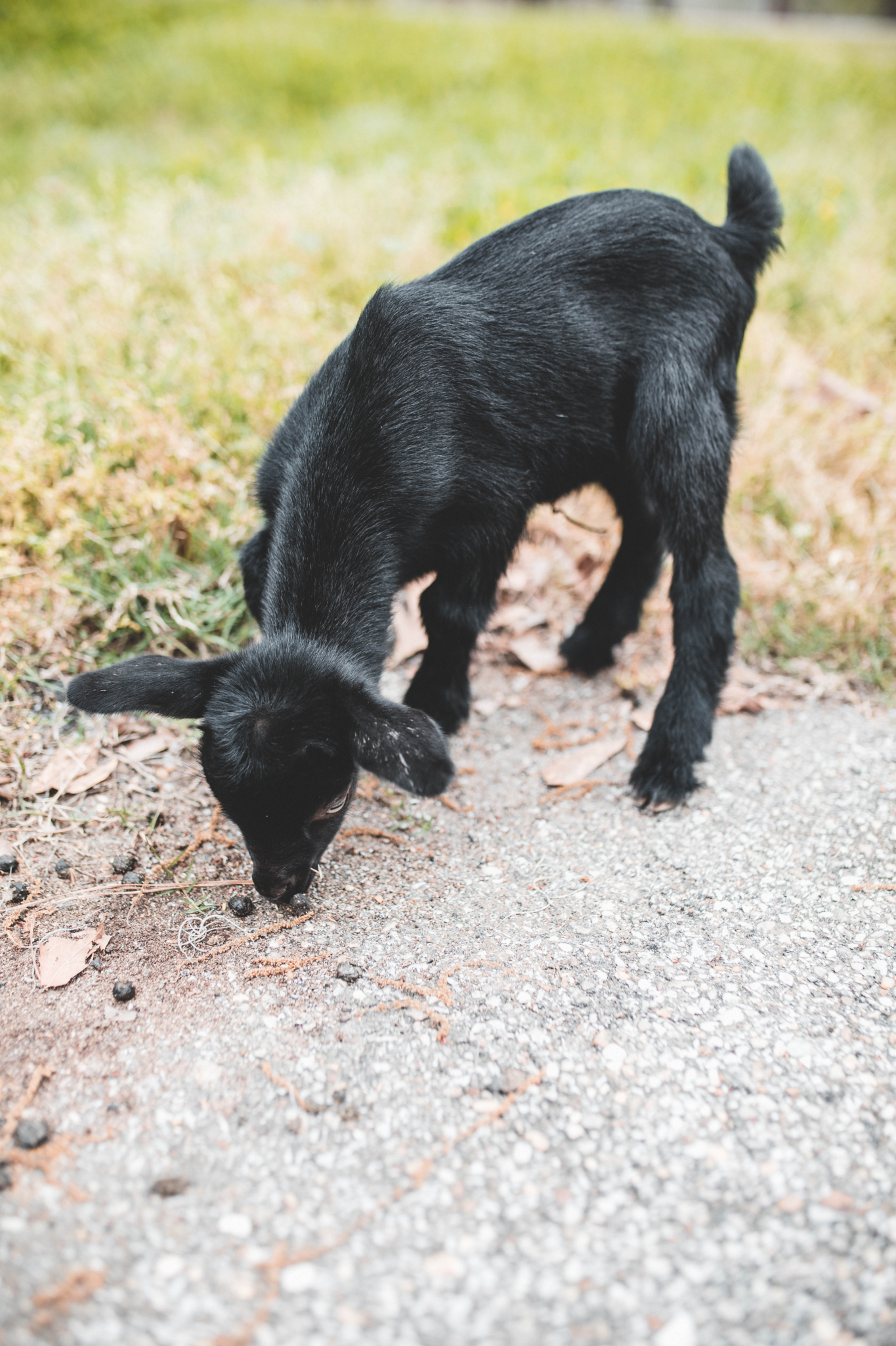 Education, Bamabuzz, Fun, Outdoors, Uncategorized Town Of Spectre Goat