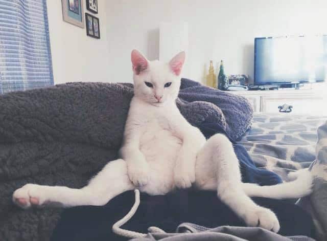 6 things I’ve learned about working at home with cats + check out these Birmingham kitties 13 Birmingham, cats