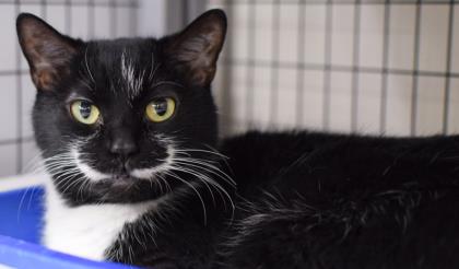 Do you have Birmingham's grumpiest cat? You could win $100 for charity. 6 Moe Do you have Birmingham's grumpiest cat? You could win $100 for charity.