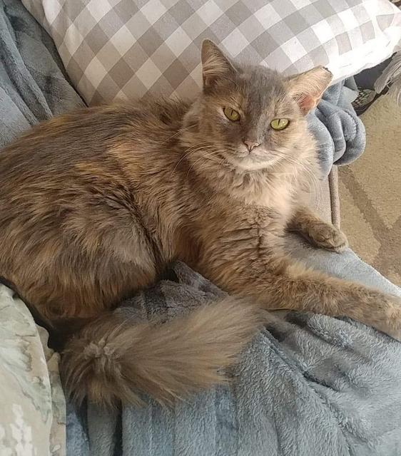Do you have Birmingham's grumpiest cat? You could win $100 for charity. 5 Punkin Do you have Birmingham's grumpiest cat? You could win $100 for charity.