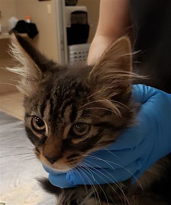 Do you have Birmingham's grumpiest cat? You could win $100 for charity. 7 Sam Do you have Birmingham's grumpiest cat? You could win $100 for charity.