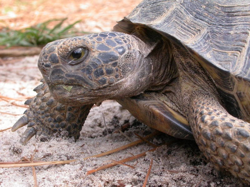 Curbside cocktails + more this weekend in Birmingham 7 Birmingham, Alabama State Park Division, turtles, animals, parks