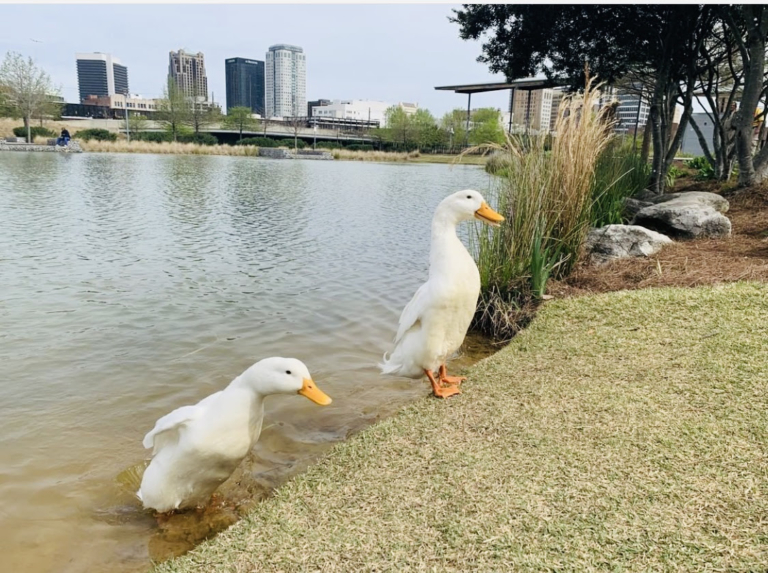 50 weekend events in Birmingham including the Bassmaster Classic, Mar. 6-8