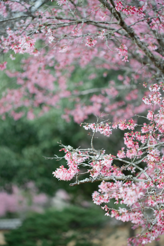 Cherry Blossom Festival