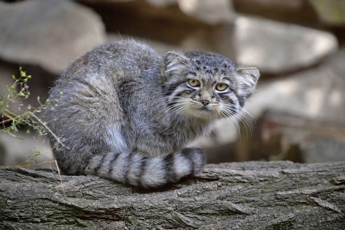 Pallass Cat Meet the newest additions to the Birmingham Zoo + support local animal welfare nonprofits today