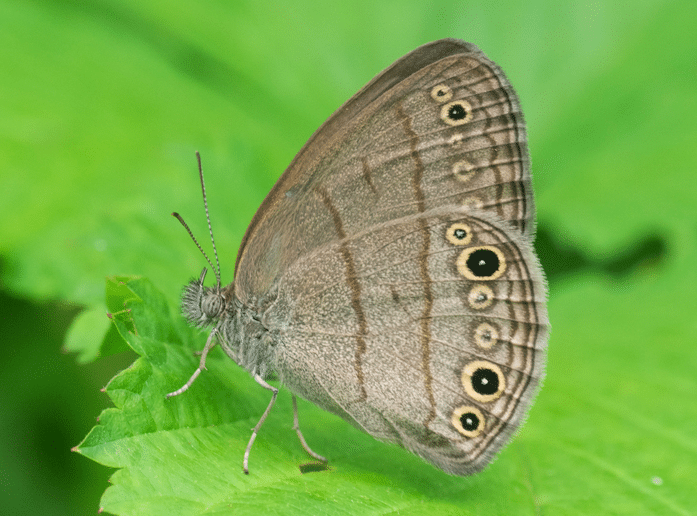 What are the 4 most common butterflies in Alabama right now? 5 Screen Shot 2020 04 25 at 10.02.44 AM What are the 4 most common butterflies in Alabama right now?