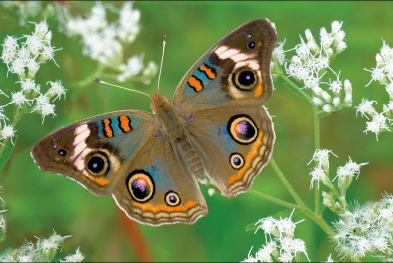 What are the 4 most common butterflies in Alabama right now?