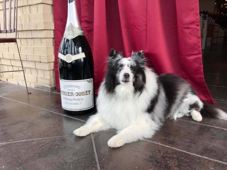dog with wine Virtual wine tastings + 6 local spots to pick up your next bottle curbside