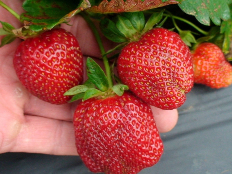 holmestead farm strawberry 5 u-pick berry farms a short drive from Birmingham—open NOW + simple strawberry pie recipe