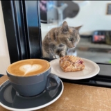 The newest Birmingham Cat Cafe is coming and it looks paw-some