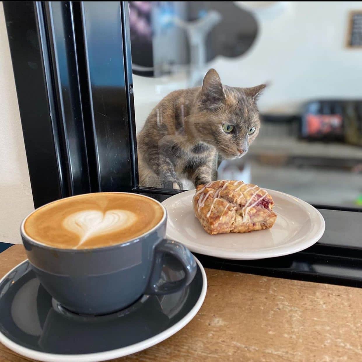 The newest Birmingham Cat Cafe is coming and it looks pawsome