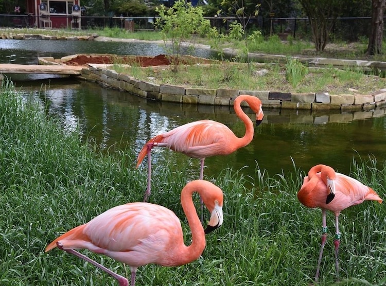 Birmingham, Birmingham Zoo, flamingos, flamingo habitat, Birmingham Barons