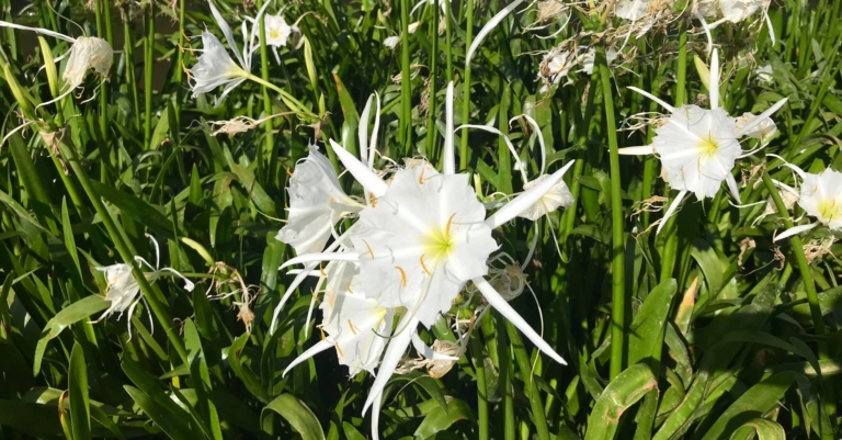 The iconic Cahaba lilies are back with guided tours and a virtual festival