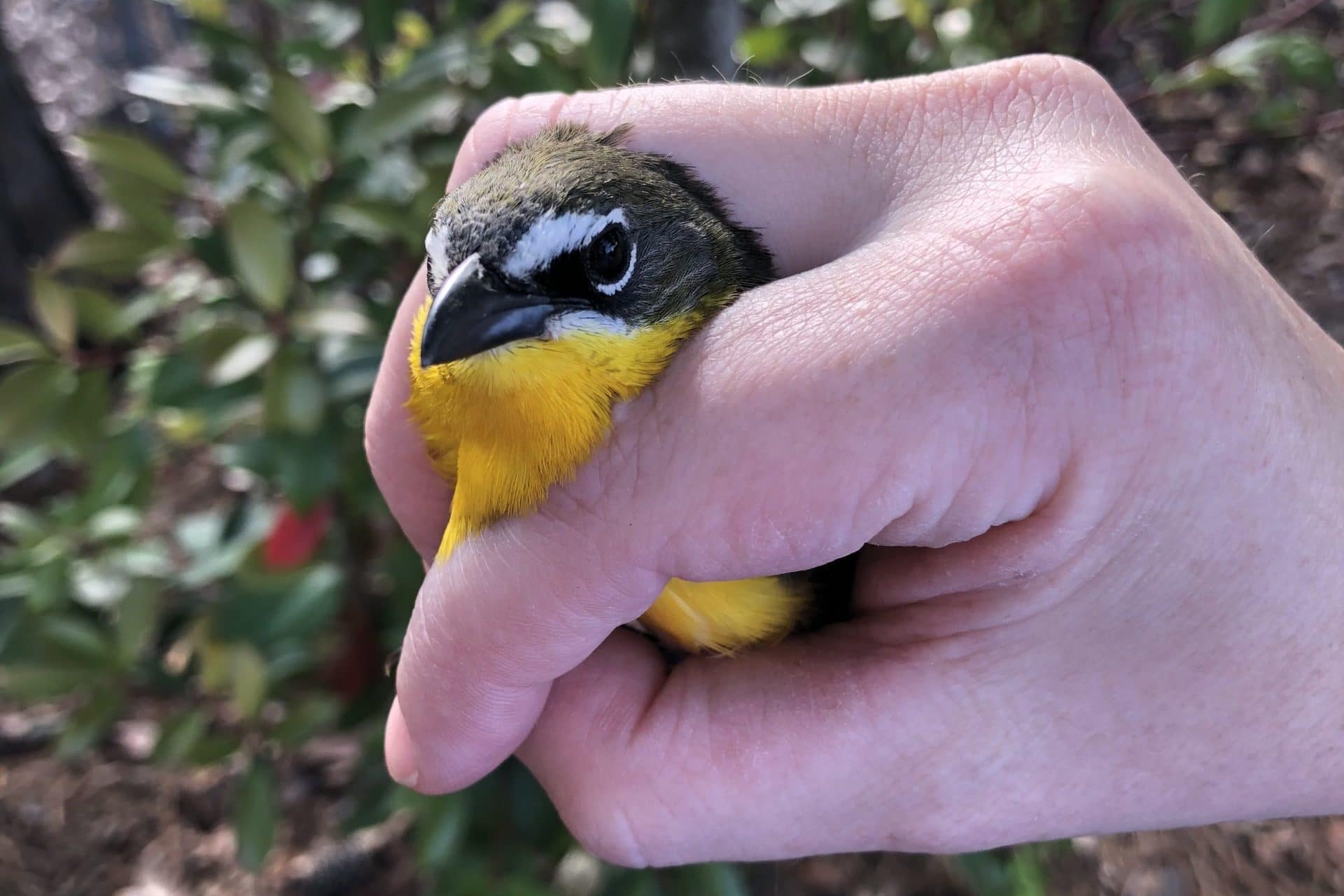 WindowStrike YellowbreastedChat 6May release JessieGriswold scaled e1589221033408 bRT9W3.tmp ONLINE Course: Audubon at Home: Protecting Birds from Window Collisions