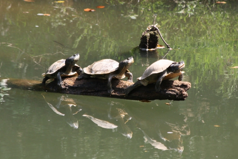 How and where in Birmingham to watch turtles “basking” in the sun on World Turtle Day