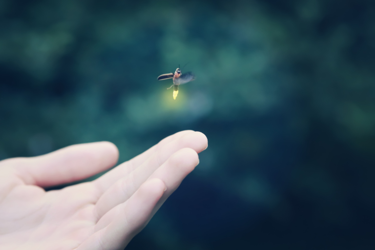 Birmingham, lightning bugs, fireflies
