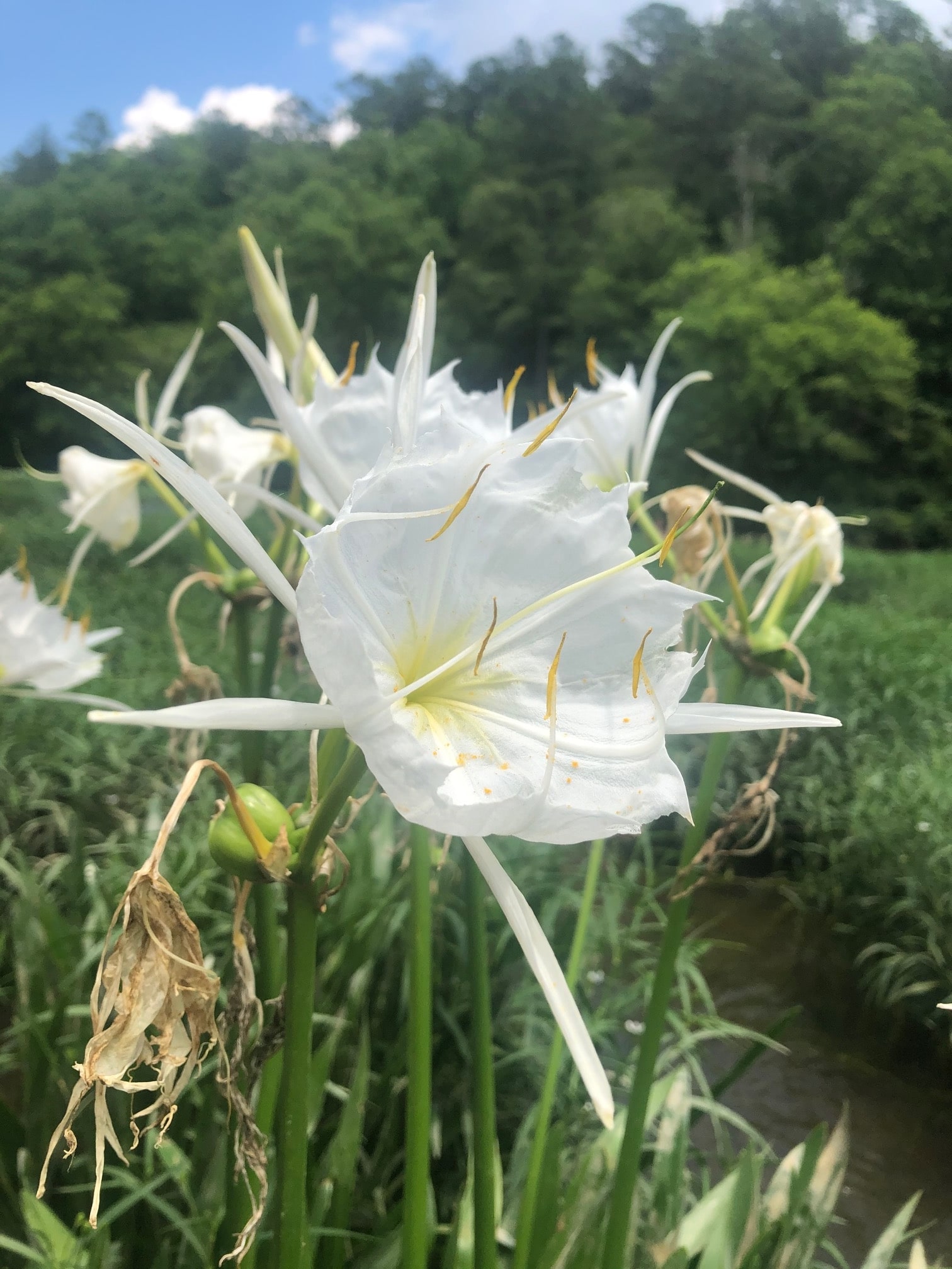 Expert: Cahaba lilies are blooming a little late this year. Don’t miss nature’s greatest month-long show 3 Lily Byington