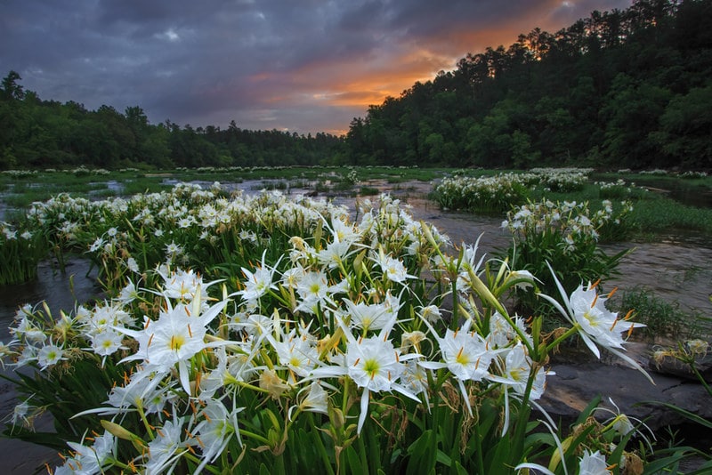 Cahaba River Natural Wonder Get an inside look at Alabama’s 10 Natural Wonders 23 years later