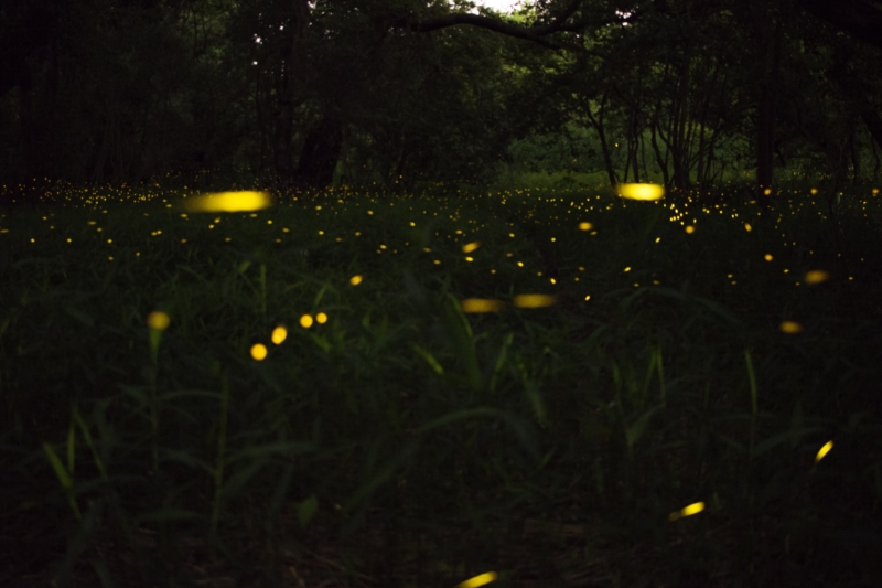 Birmingham, lightning bug, firefly, synchronous fireflies, synchronous lightning bugs