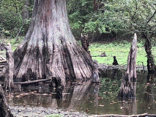 Sipsey Swamp Natural Wonder Get an inside look at Alabama’s 10 Natural Wonders 23 years later