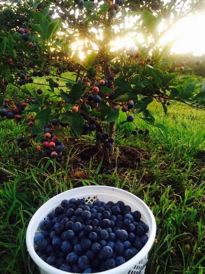 9 U-pick Blueberry Farms Close To Birmingham | Bham Now