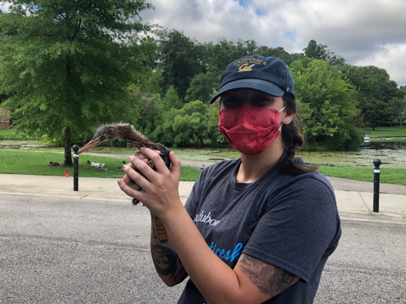 Alabama Audubon is tracking Avondale Park’s “baby green herons" and they are adorable (photos) 1 Alabama Audubon Green Heron 3 Alabama Audubon is tracking Avondale Park’s “baby green herons" and they are adorable (photos)