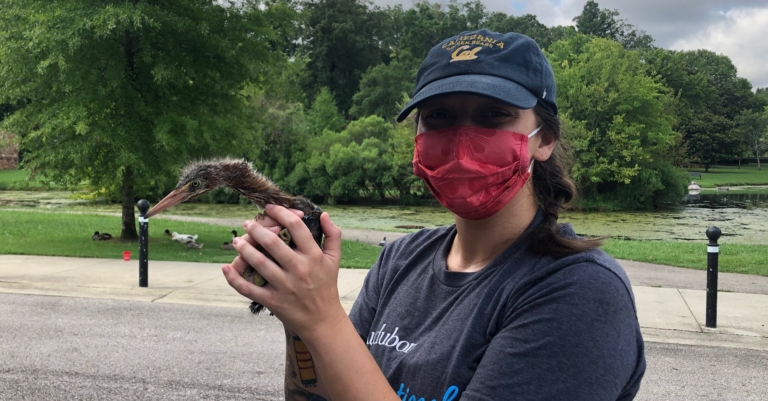 Alabama Audubon is tracking Avondale Park’s “baby green herons” and they are adorable (photos)
