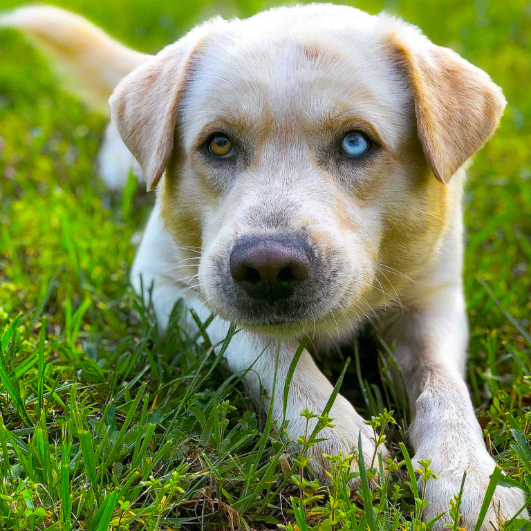 Birmingham City Council considers ordinance that prevents inhumane treatment of animals