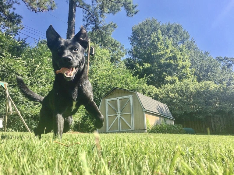 Birmingham approves ordinance to prevent inhumane tethering of animals