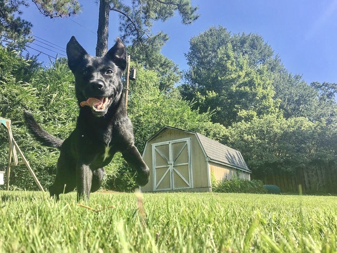 Birmingham approves ordinance to prevent inhumane tethering of animals 1 Birmingham, dogs