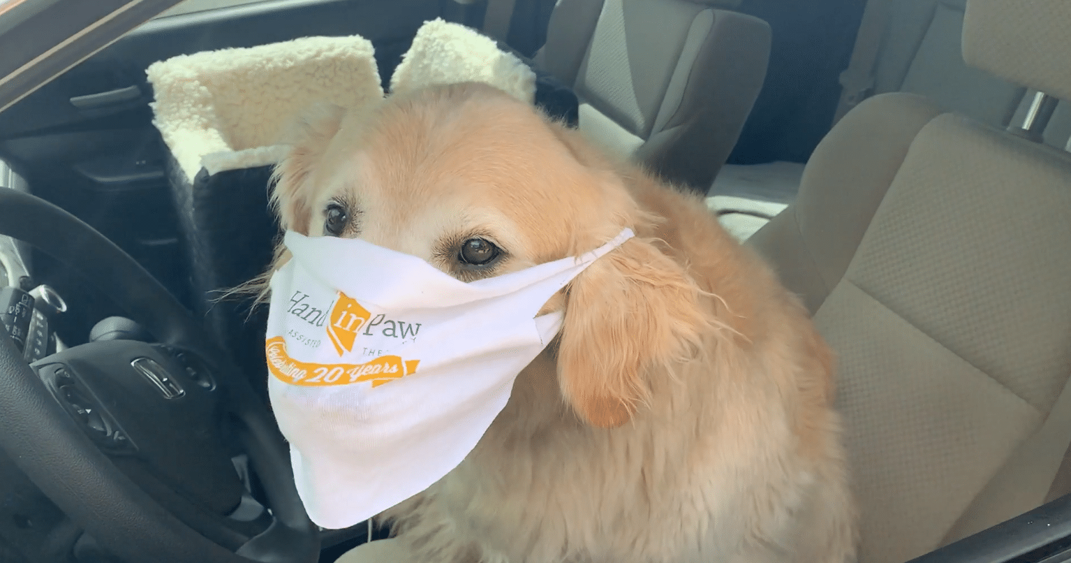 Even dogs can wear masks