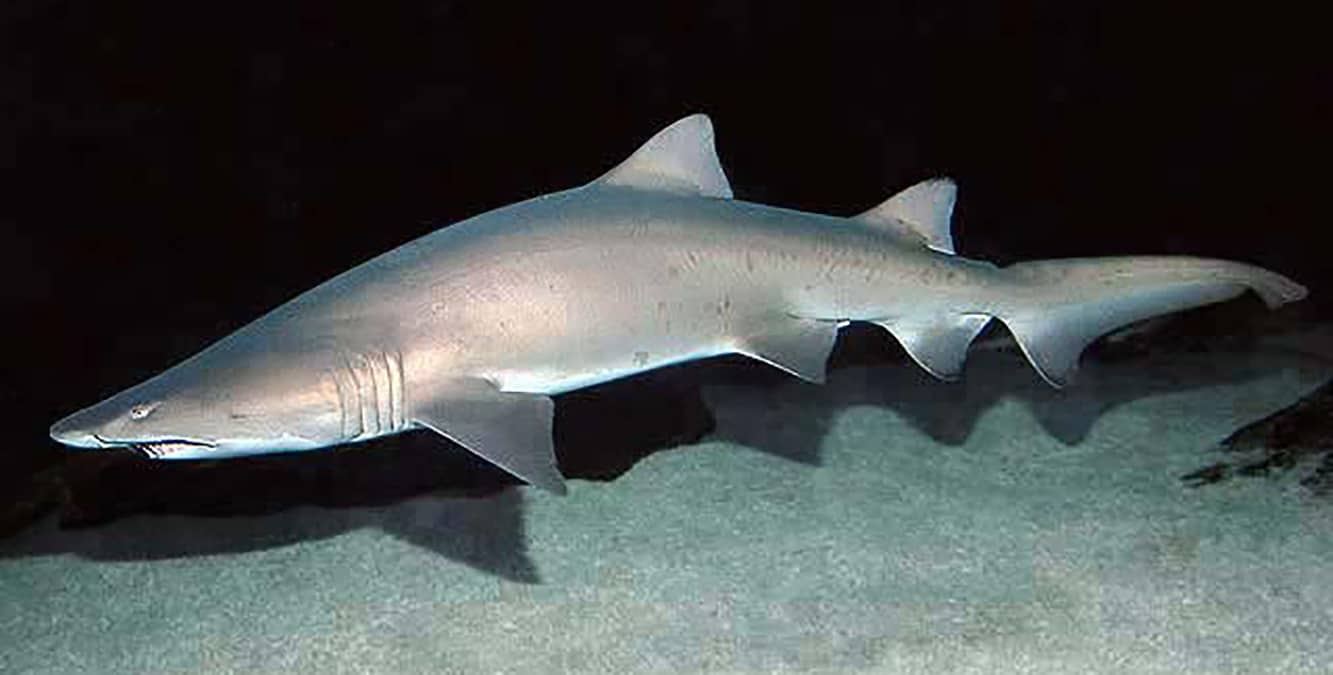 65 Million year old ancient fossil shark discovered in Alabama by McWane Science Center 1 Photo 5 Modern Sandtiger Shark 65 Million year old ancient fossil shark discovered in Alabama by McWane Science Center