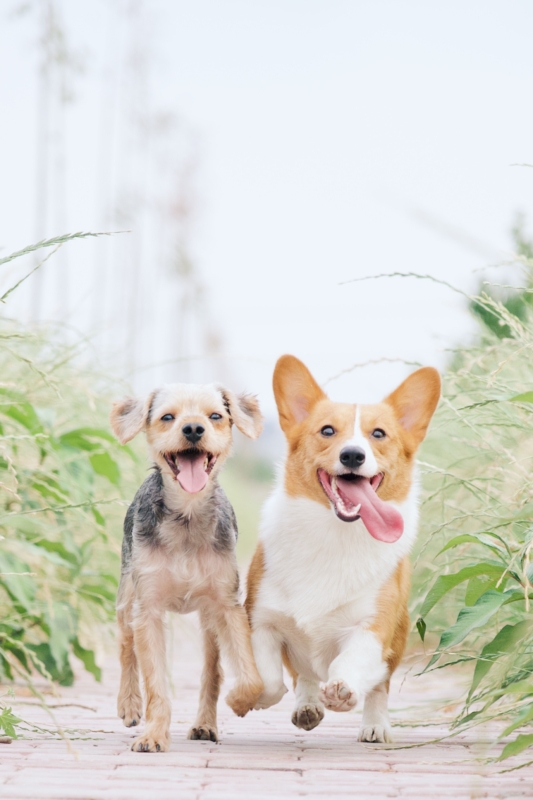 alvan nee 1VgfQdCuX 4 unsplash It's official: dogs are at risk for COVID. Here's what you should know