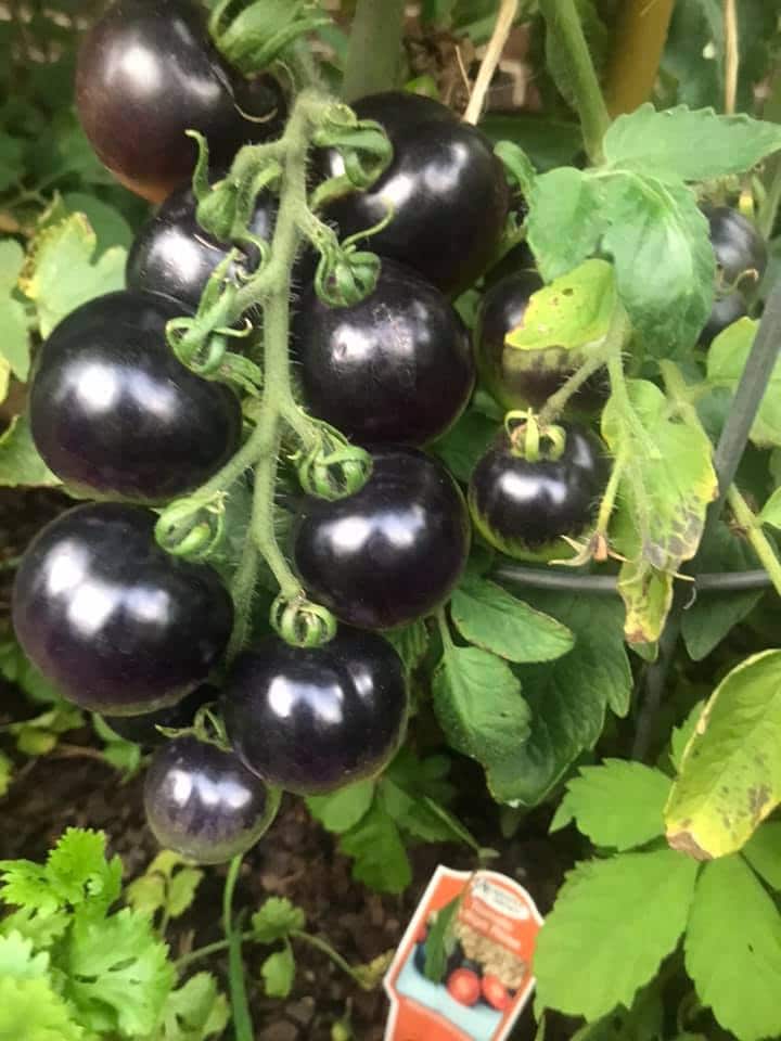 blacktomatoes A bevy of creative ways to enjoy Birmingham's tomato bounty [PHOTOS]