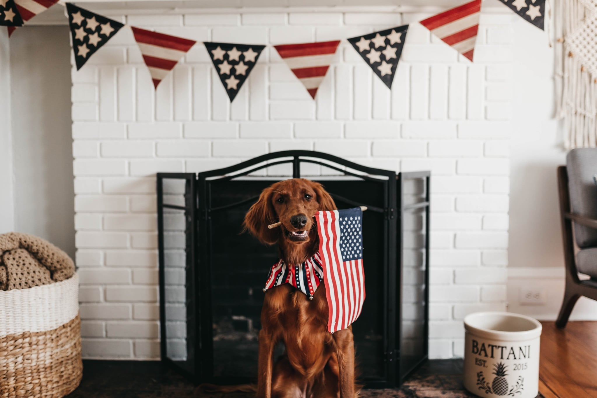 camylla battani gZltlzPun9c unsplash scaled Keeping pups calm during the fireworks + how to respond to lost pets in Birmingham