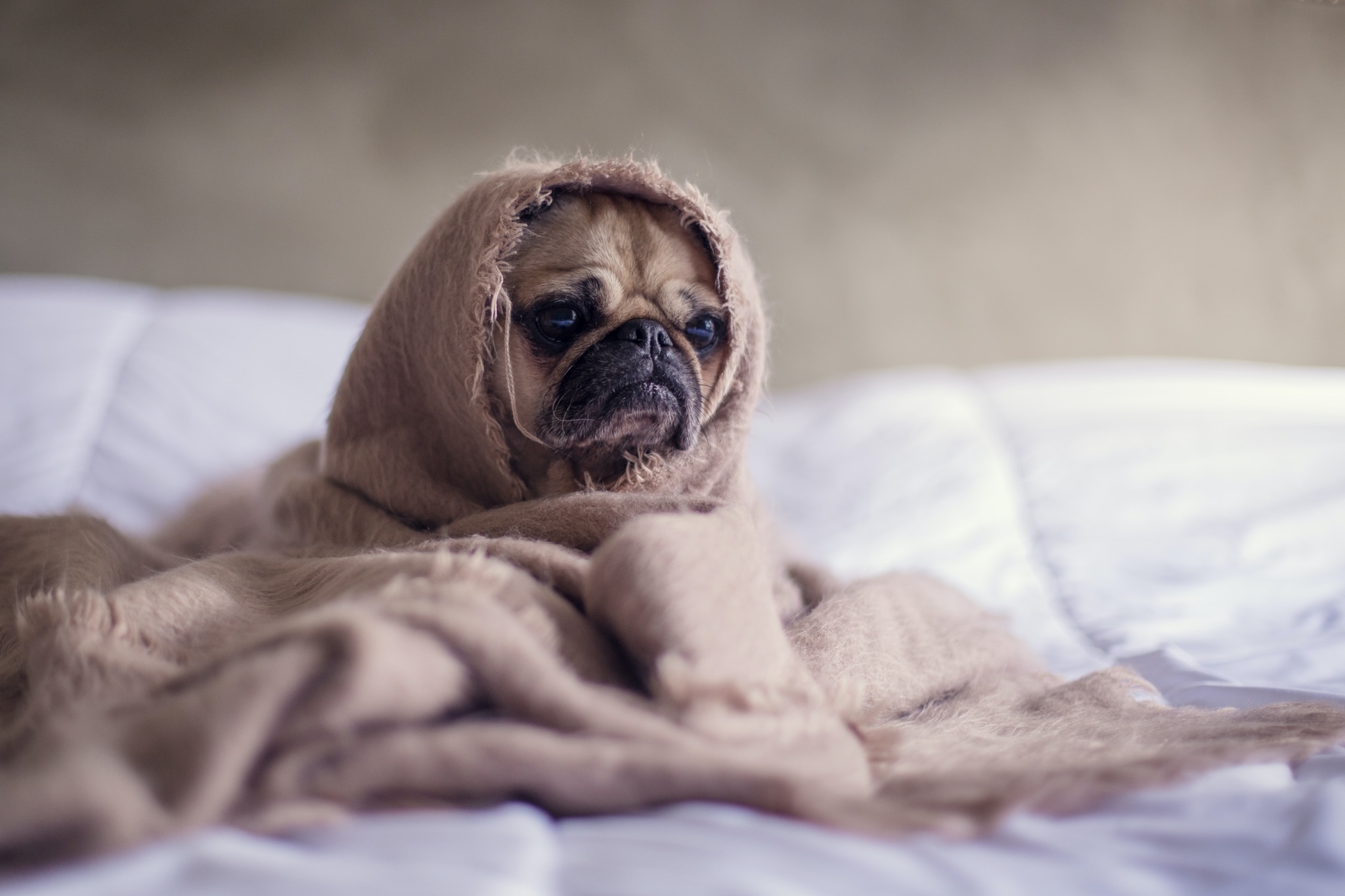 matthew henry 2Ts5HnA67k8 unsplash scaled It's official: dogs are at risk for COVID. Here's what you should know