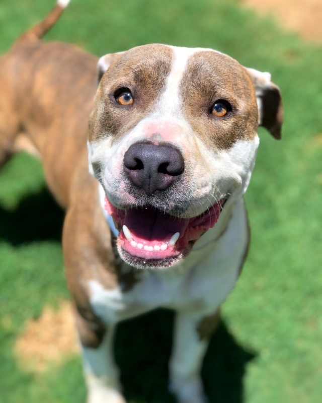 Your ultimate guide to Giving Tuesday in Birmingham 11 GBHS