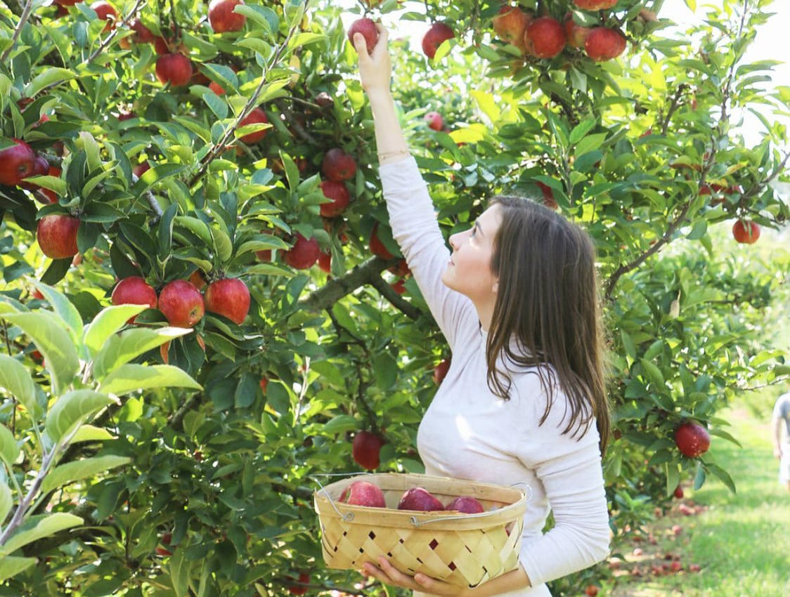 Where To Go Apple Picking Around Birmingham The Easiest Apple Galette Recipe Ever Watv 