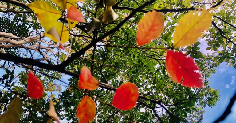 Fall has arrived with temps in the 70s all week. Check out our guides to enjoy the fresh air.