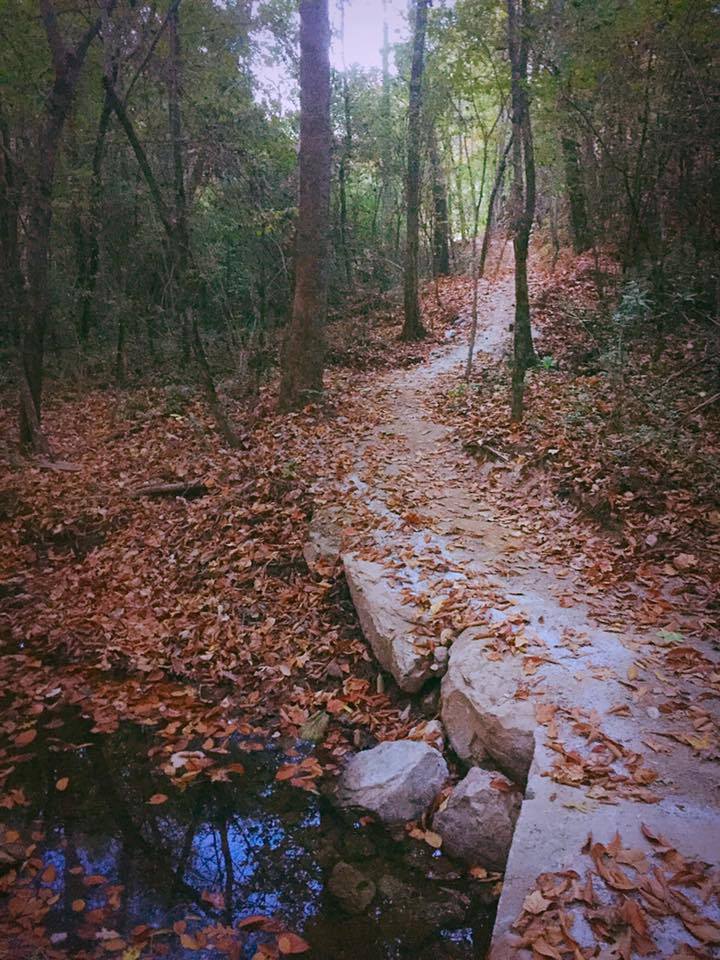 Photo of scenic trail in the woods with fallen leaves covering the ground