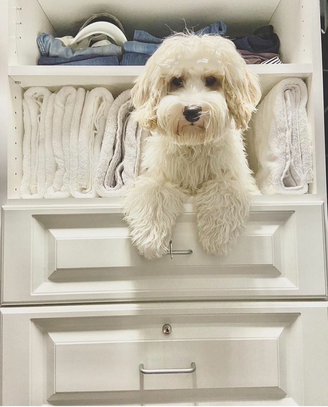 dog 5 ways decluttering with Closets by Design can help you get ready for the holidays now