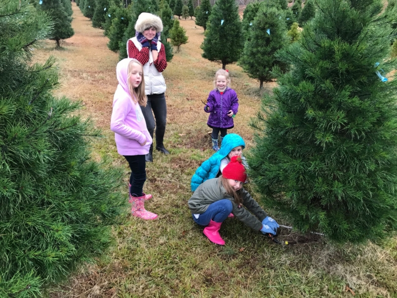 9 spots in the Birmingham area to get your Christmas tree. Plus 2 places with free delivery 7 A family cutting a tree at Beaver's tree farm