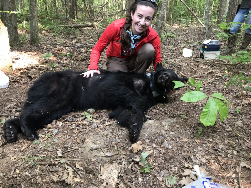 Black Bear ADCNR Photo Beth Sewell Black bears, our state mammal, are returning to Alabama. See how these cubs will help us.
