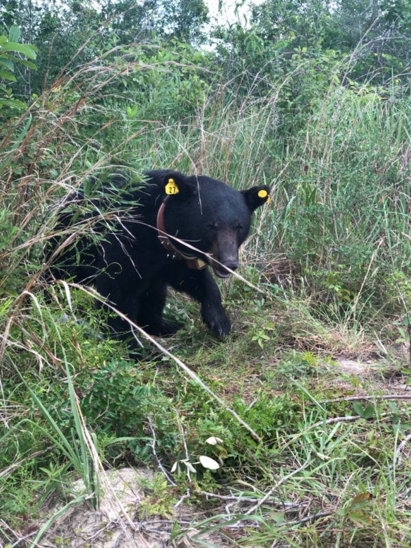 Black Bear ADCNR Photo Dory Black bears, our state mammal, are returning to Alabama. See how these cubs will help us.
