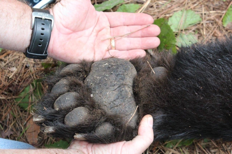 Black Bear ADCNR Photo Paw Black bears, our state mammal, are returning to Alabama. See how these cubs will help us.