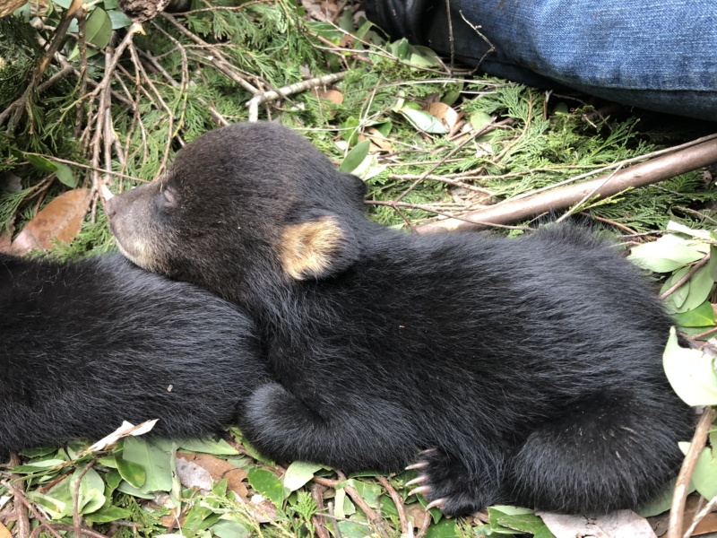 Black Bear ADCNR Photo Poppy Branch 2018 Black bears, our state mammal, are returning to Alabama. See how these cubs will help us.