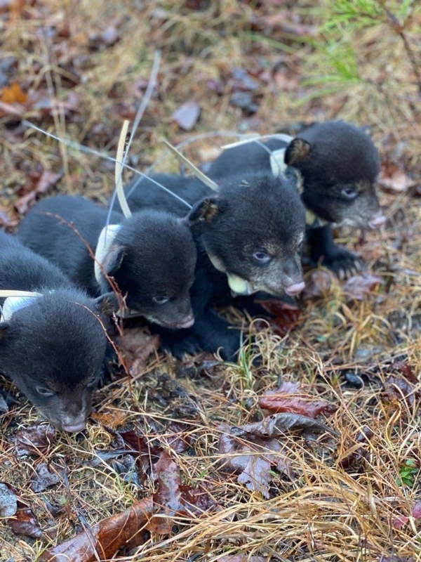 Black Bear ADCNR Photo brothers cubs Black bears, our state mammal, are returning to Alabama. See how these cubs will help us.