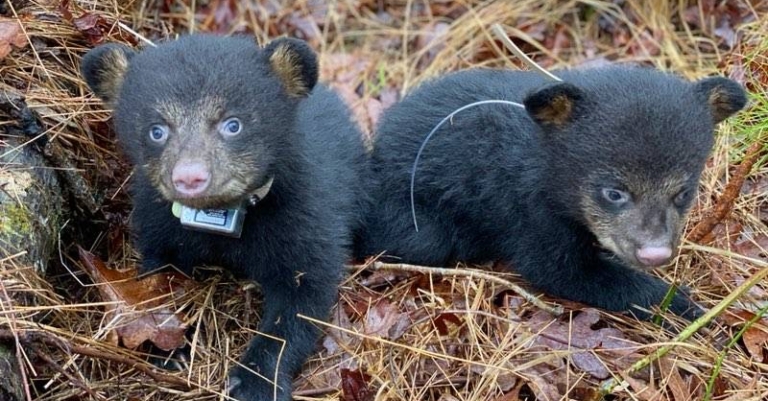 Alabama moves up nationally in biodiversity, according to BSC scientist