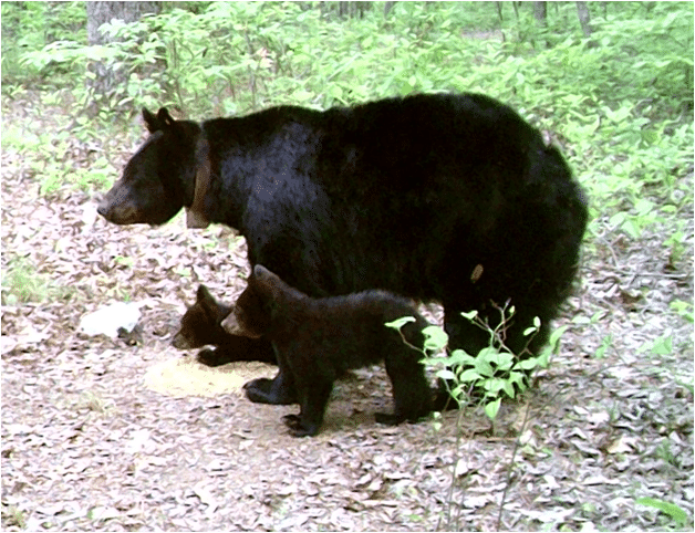 Black Bear Mom and cubs Leeper Black bears, our state mammal, are returning to Alabama. See how these cubs will help us.